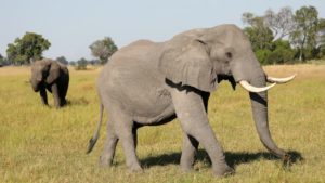 elephant