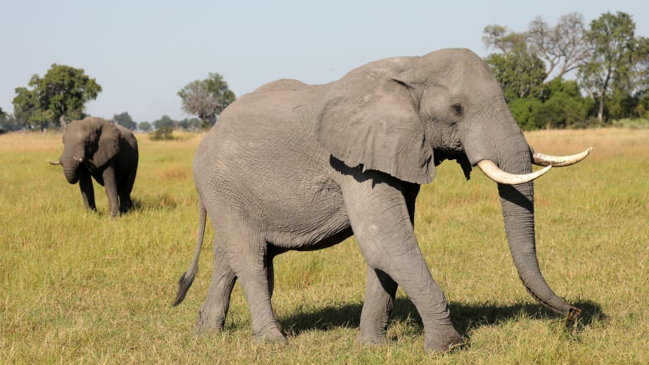 elephant