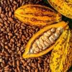 Cocoa