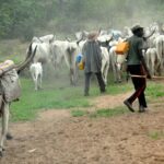 Livestock