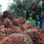 oil palm