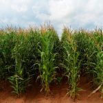 Maize farm