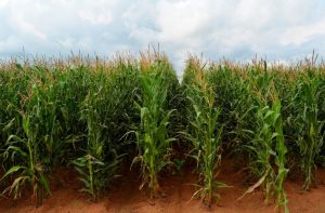 Maize farm