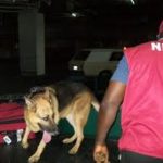 NDLEA sniffer dogs
